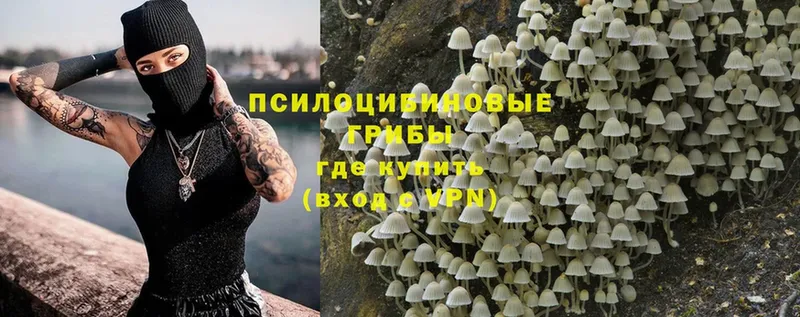 купить   Арск  Галлюциногенные грибы Psilocybe 